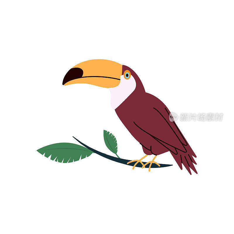 Tropical toucan character with large beak, flat vector illustration isolated.